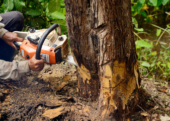Tree Services